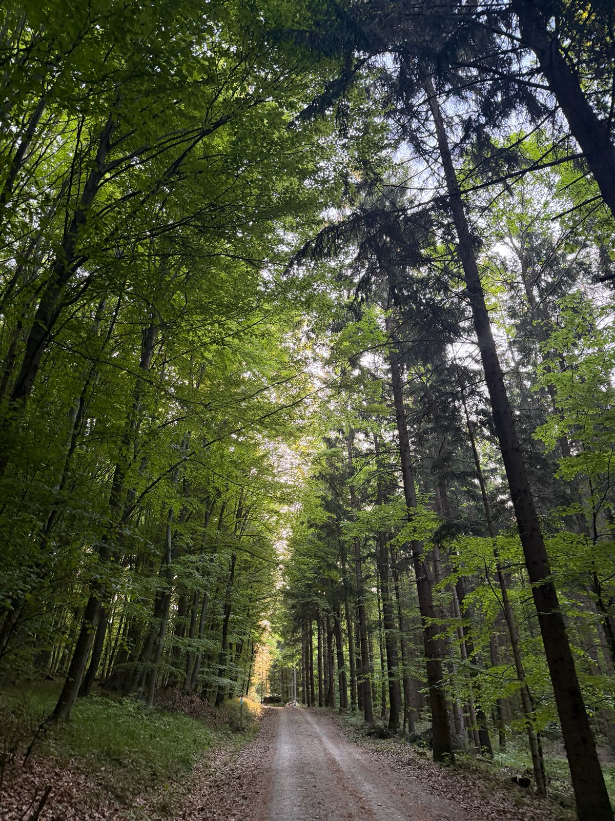 Waldweg Natur