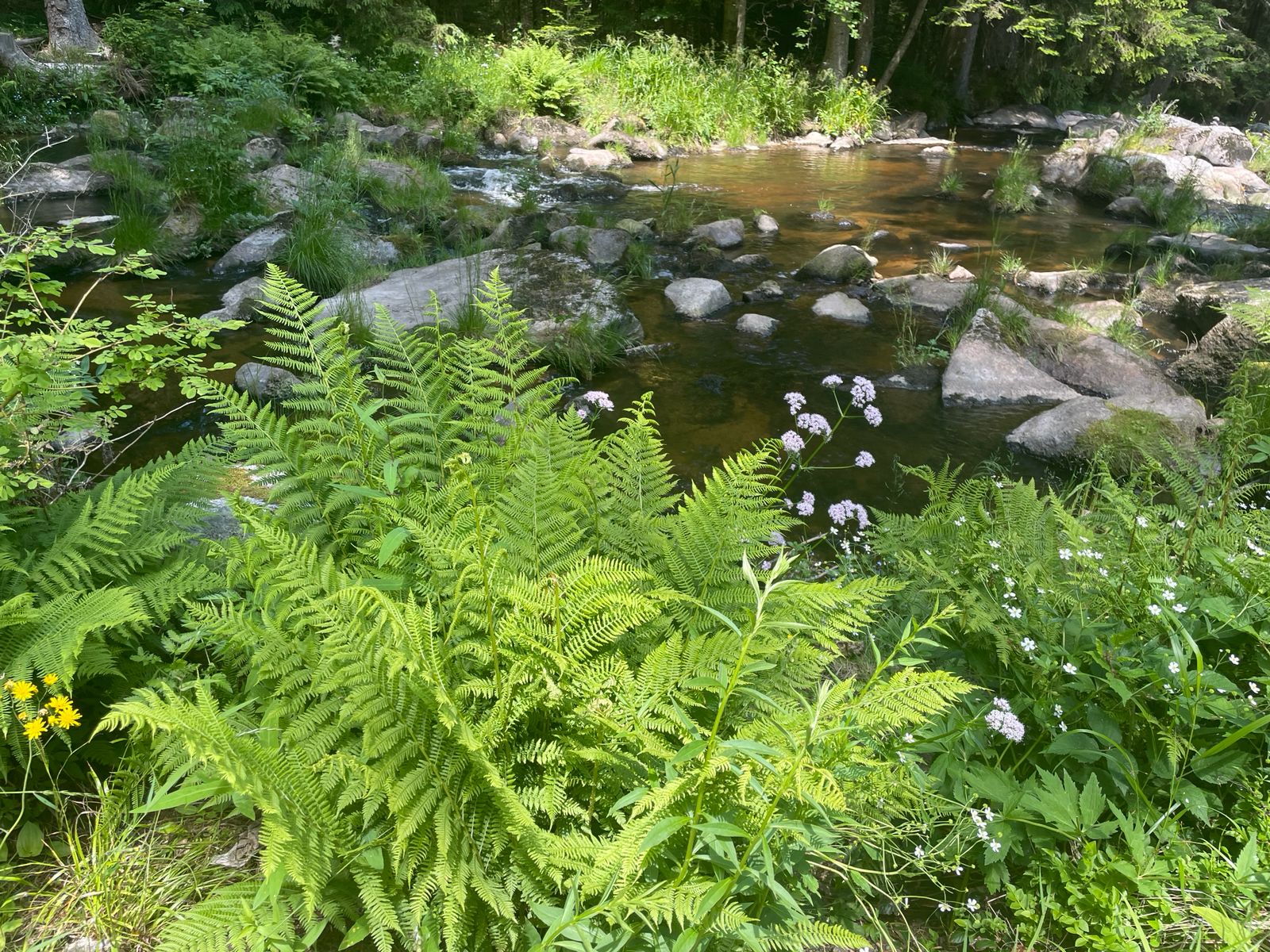 Natur Roswitha in der Natur
